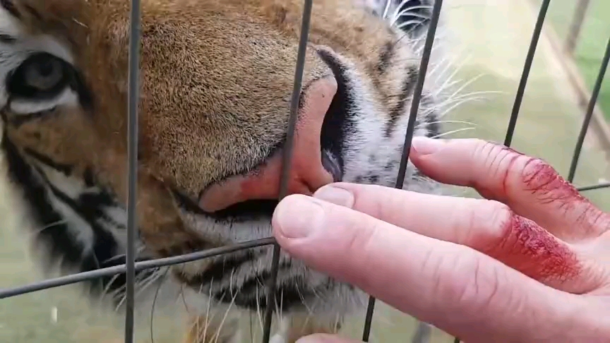 被老虎舔舐的后果真有如此惨烈吗