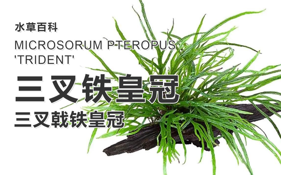 叉叶铁皇冠三叉铁皇冠三叉戟铁皇冠Microsorum pteropus 'Trident'Trident Fern【水草百科】【4K】哔哩哔哩bilibili