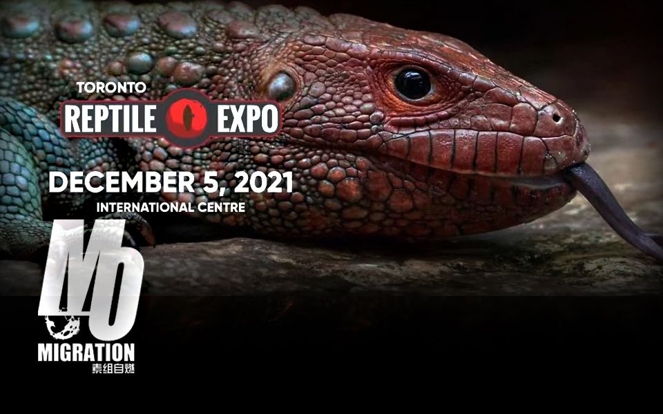 第十期2021年末加拿大安大略省爬虫展现场国外是爬宠天堂吗我们真的