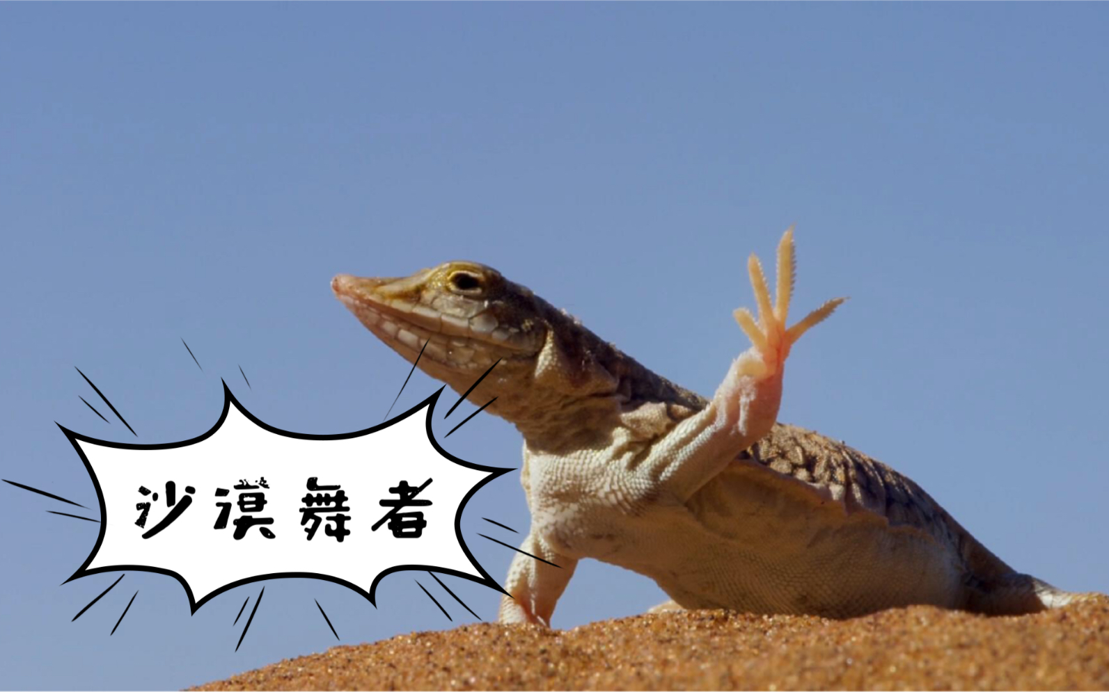 【铲吻蜥蜴】我这霹雳舞跳的挺酷吧,其实我不是在求偶,只是因为沙子太