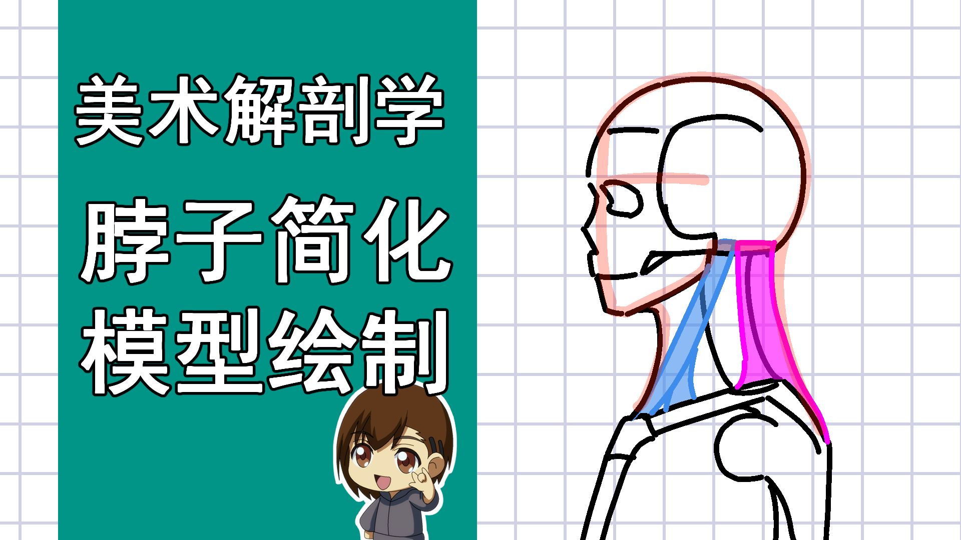 美术解剖学-43-脖子简化模型绘制