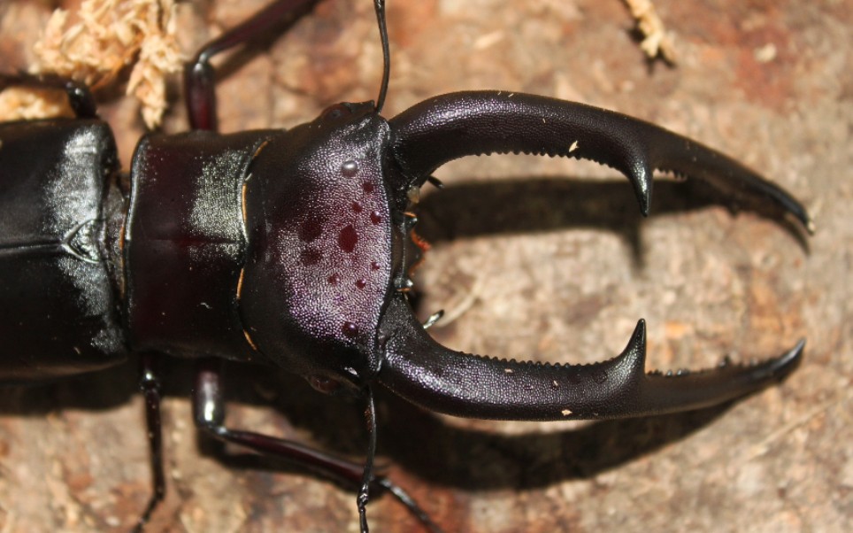 巨颚叉角锹形虫求偶交配成功