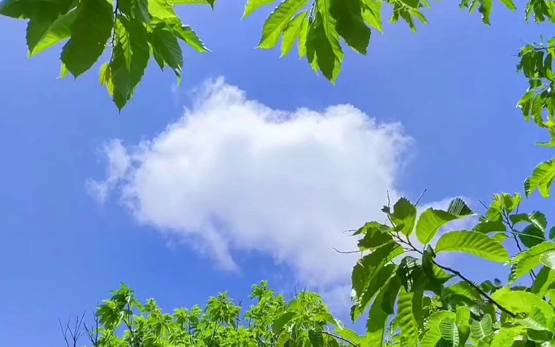 微風拂過樹葉 蟬鳴漾入雲間 想把關於夏天的句子寫得長一點 想把關於