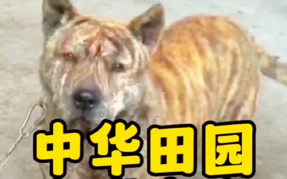 中华田园犬十大猎犬之一虎斑犬#中华田园犬 #虎斑犬 #广西土猎犬哔哩哔哩bilibili