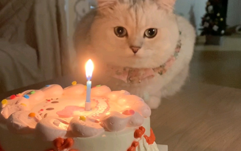 [图]给猫过生日它居然感动哭了！！