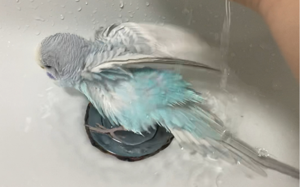 【虎皮鹦鹉】小鸟洗澡