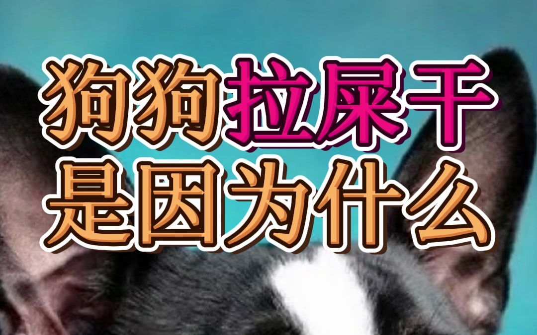 狗狗拉屎干是因为什么哔哩哔哩bilibili