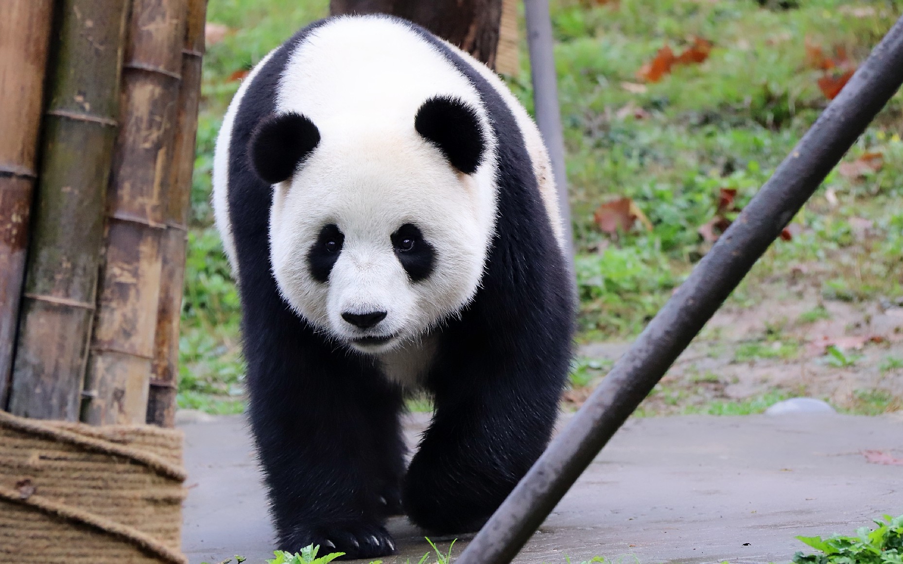 大熊猫暖暖暖宝宝你躲起来是不是害羞了