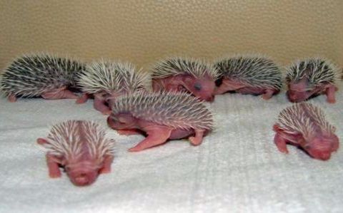 刚出生的刺猬宝宝,看起来好萌啊,刺猬妈看的紧,碰不得