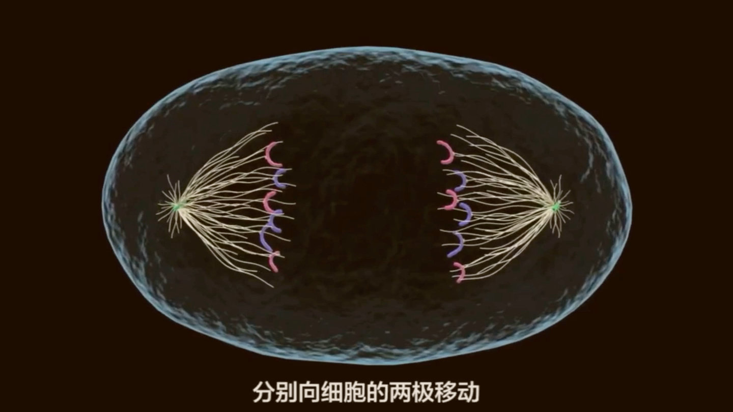 [图]【高中生物必修一】动物细胞的有丝分裂动画演示视频