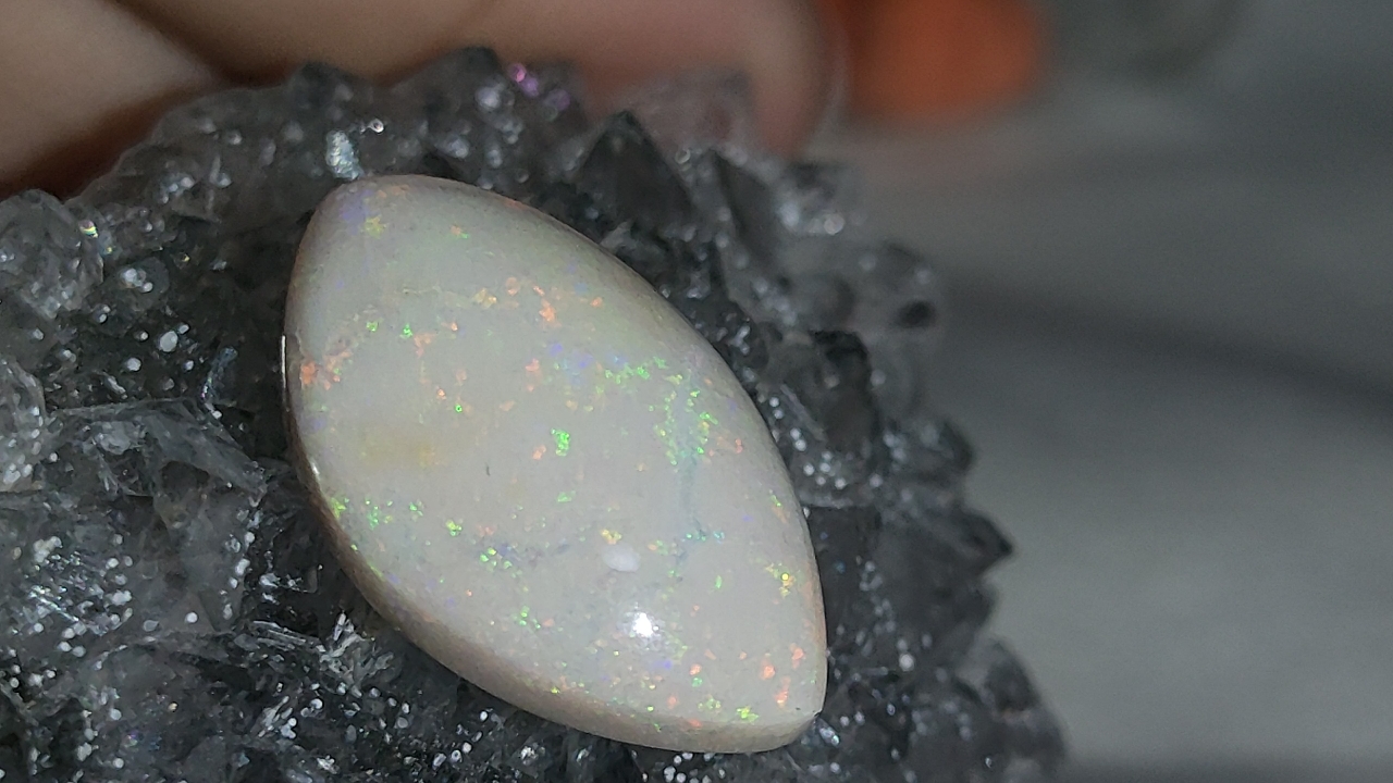 化石欧泊(贝化)