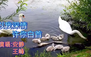 以我深情许你白首 搜索结果 哔哩哔哩 Bilibili