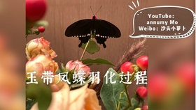 柑橘凤蝶羽化展翅 延时摄影 哔哩哔哩 つロ干杯 Bilibili