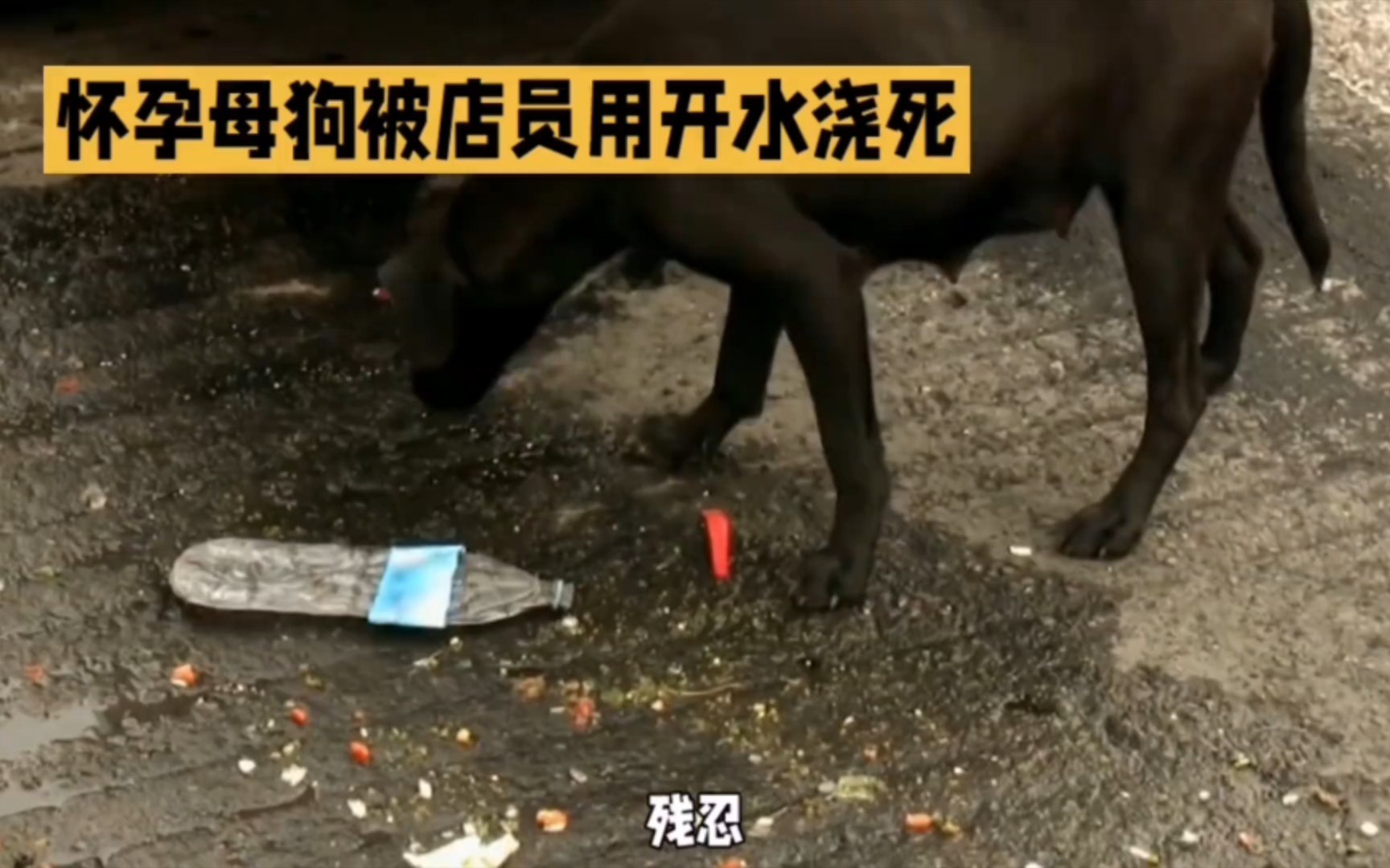 湖北武汉街头一只母狗被店员用开水烫死!