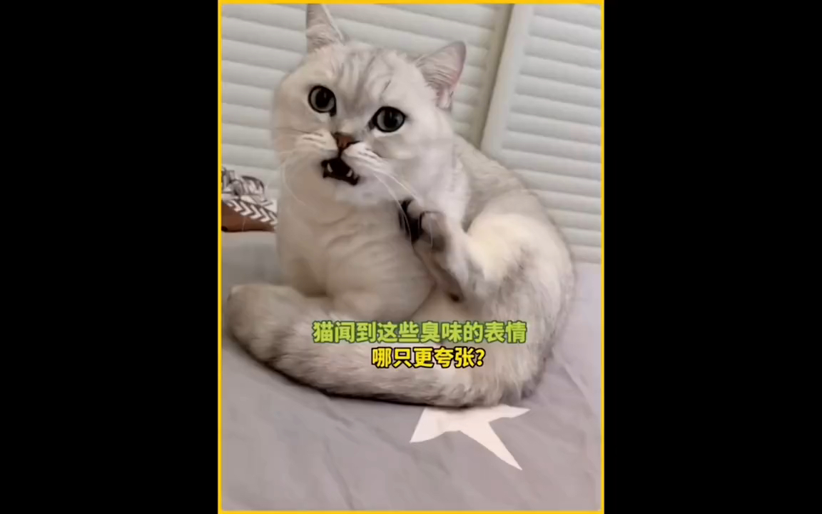 猫闻到这些臭味的表情,哪只更夸张?哔哩哔哩bilibili