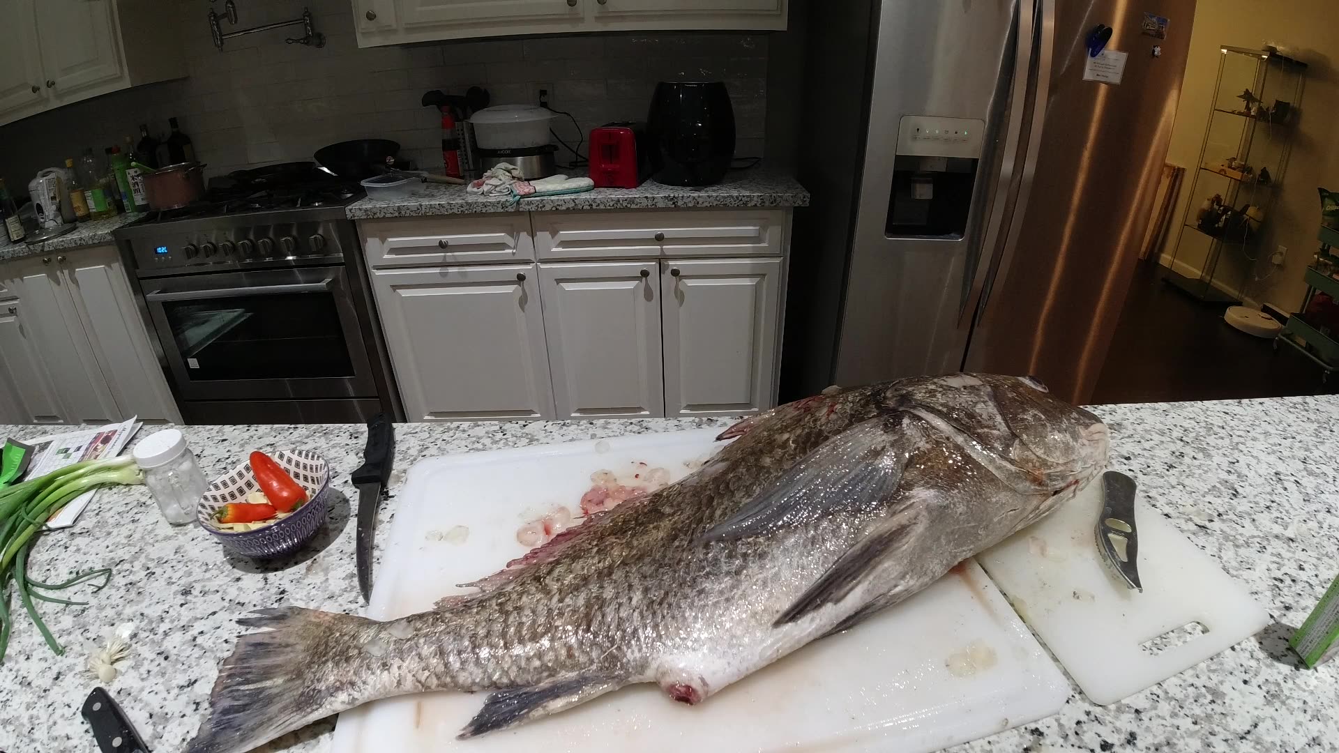 多须石首鱼 black drum 分解