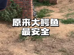 Download Video: 让你们进种鳄池玩是因为安全哦！#鳄鱼皮带 #鳄珍 #鳄鱼与牙签鸟