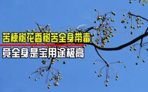 Download Video: 苦楝树花香树苦全身带毒，曾被农民当柴烧，竟全身是宝用途极高！