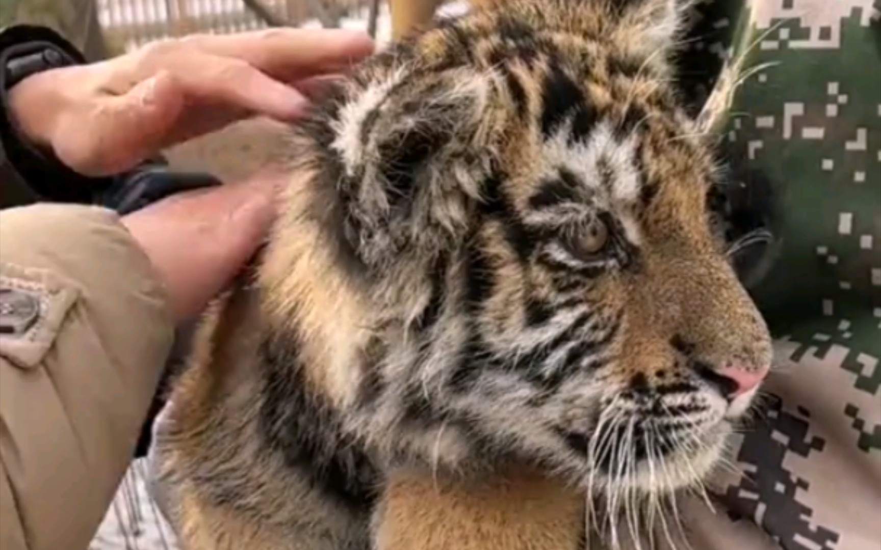 四个月大的小老虎