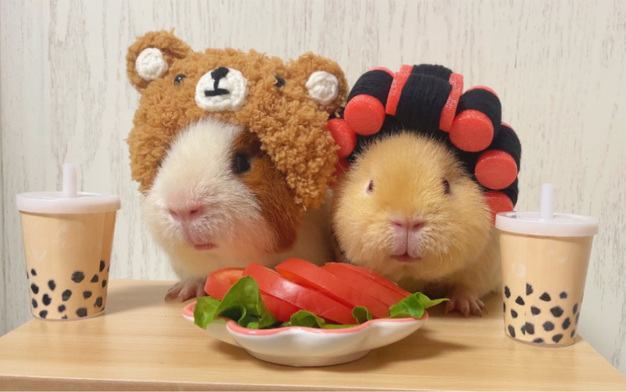 包猪婆今天喝猪猪奶茶了