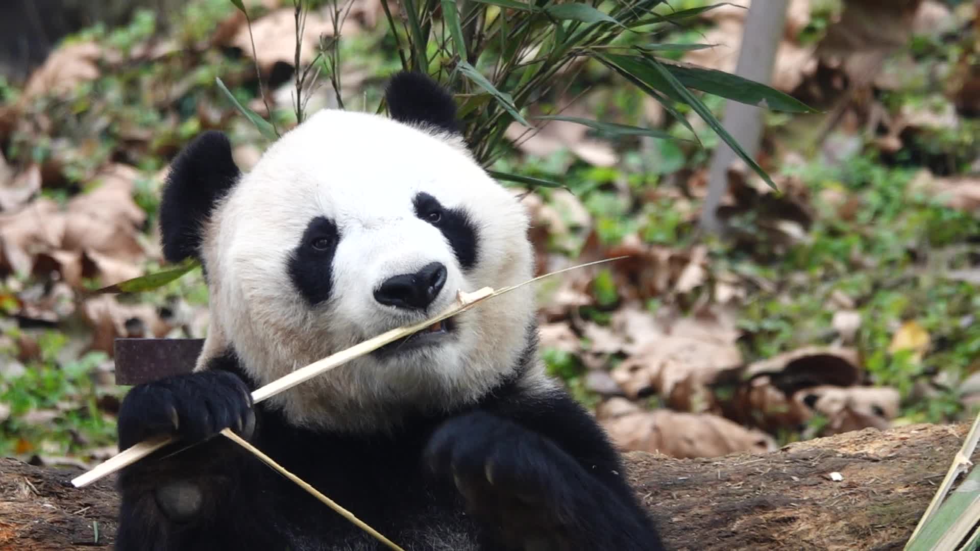 【大熊猫英英】包包吃播_哔哩哔哩_bilibili