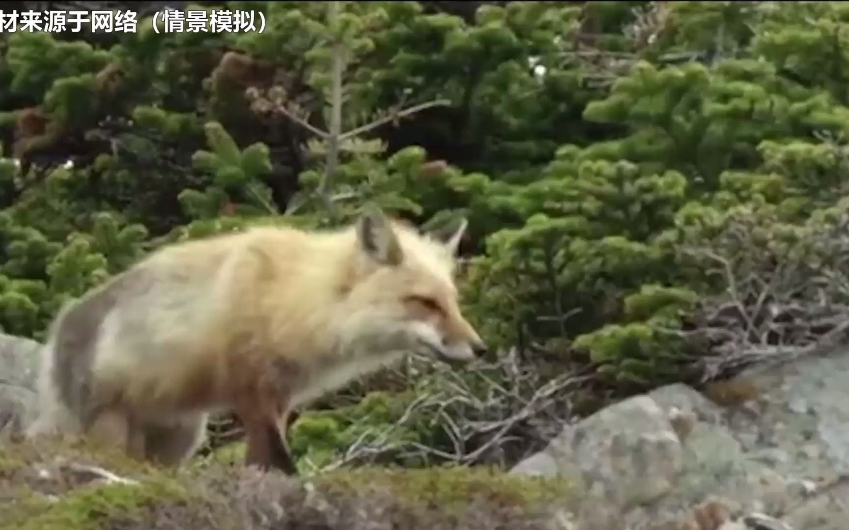 [图]狐狸产崽缺食物，拾荒老人扔猪肺救助，暴雪时狐狸把老人带进山洞