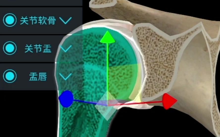 【医维度app】系统解剖学骨连接的分类哔哩哔哩bilibili