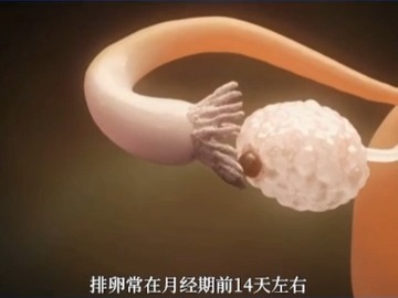 女性排卵的过程