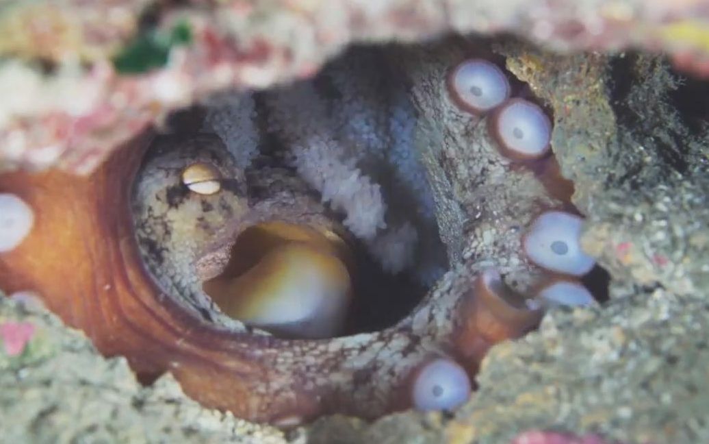 章鱼产卵纪录片