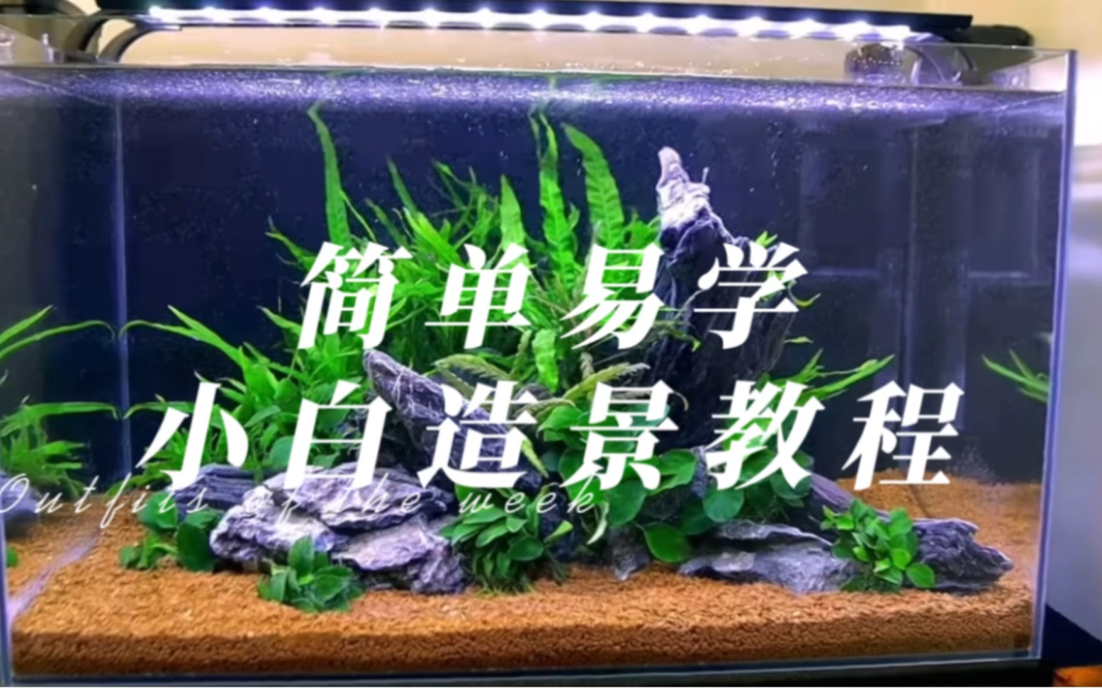 简易草缸造景教程哔哩哔哩bilibili