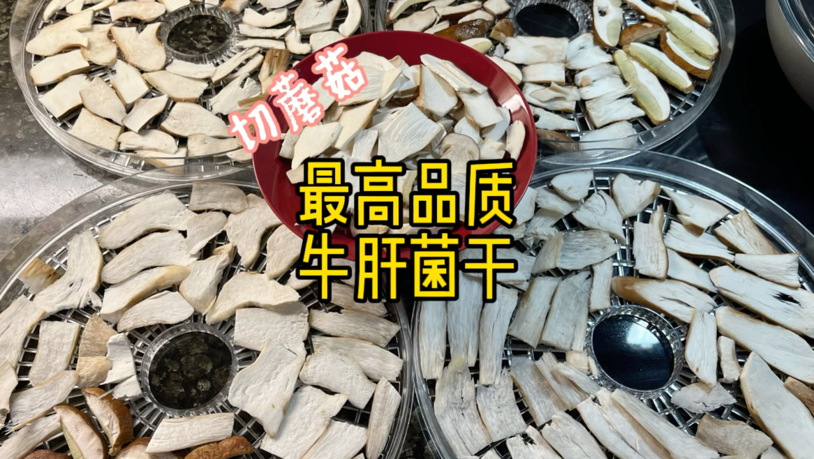 吃不完了就晒干吧!看我最高品质牛肝菌干!哔哩哔哩bilibili