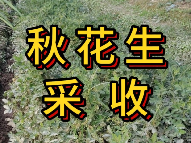 秋天种花生多久可以采摘,花生春天秋天都有什么区别哔哩哔哩bilibili