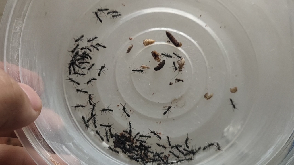 槽结粗角猛蚁分家了_哔哩哔哩_bilibili