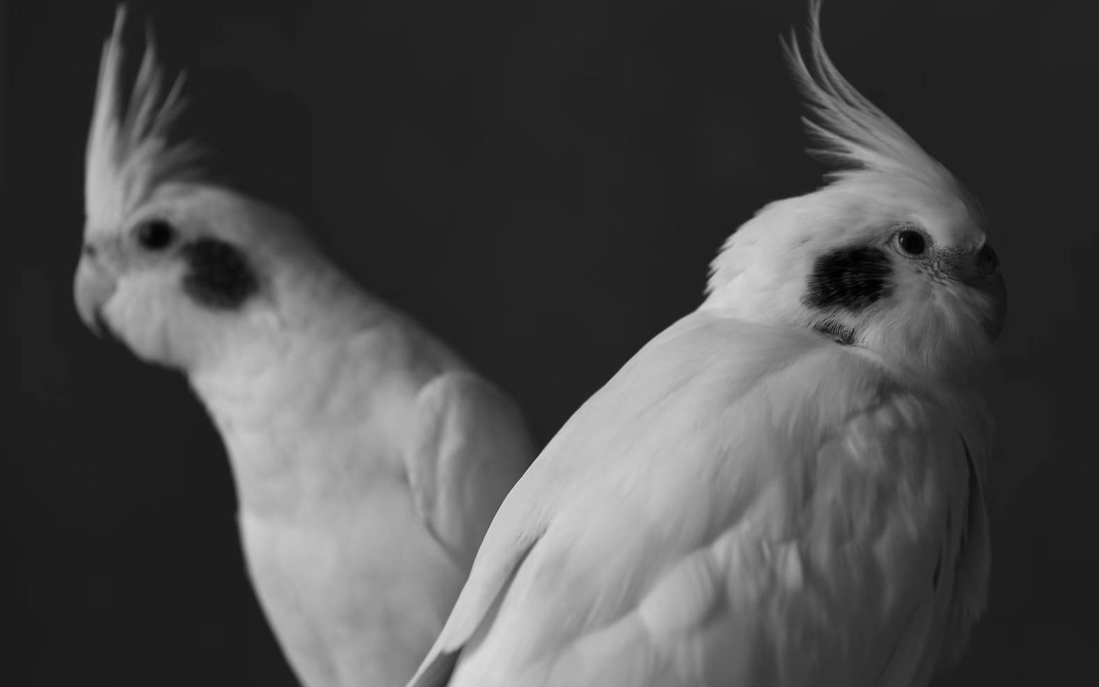 【玄凤】鹦鹉高校——谱写一曲校园歌谣《boy next door》