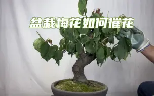 下载视频: 园艺师教你：如何给盆栽梅花控水催花？只需注意3点！赶紧看看