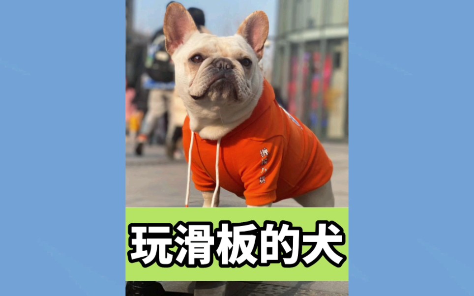 会玩滑板的狗狗,技术高超动作比人还熟练.