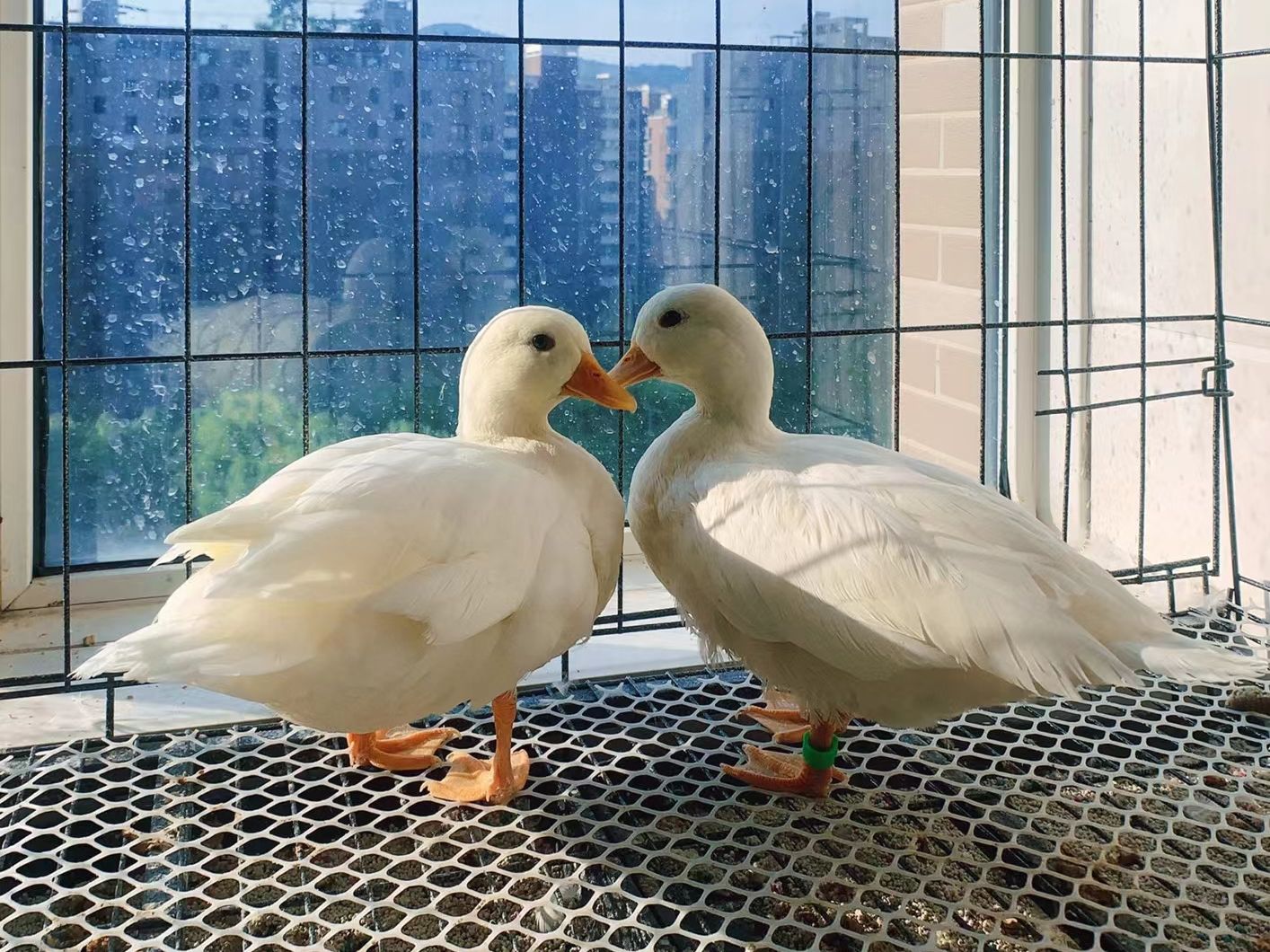 换个视角看鸭飞