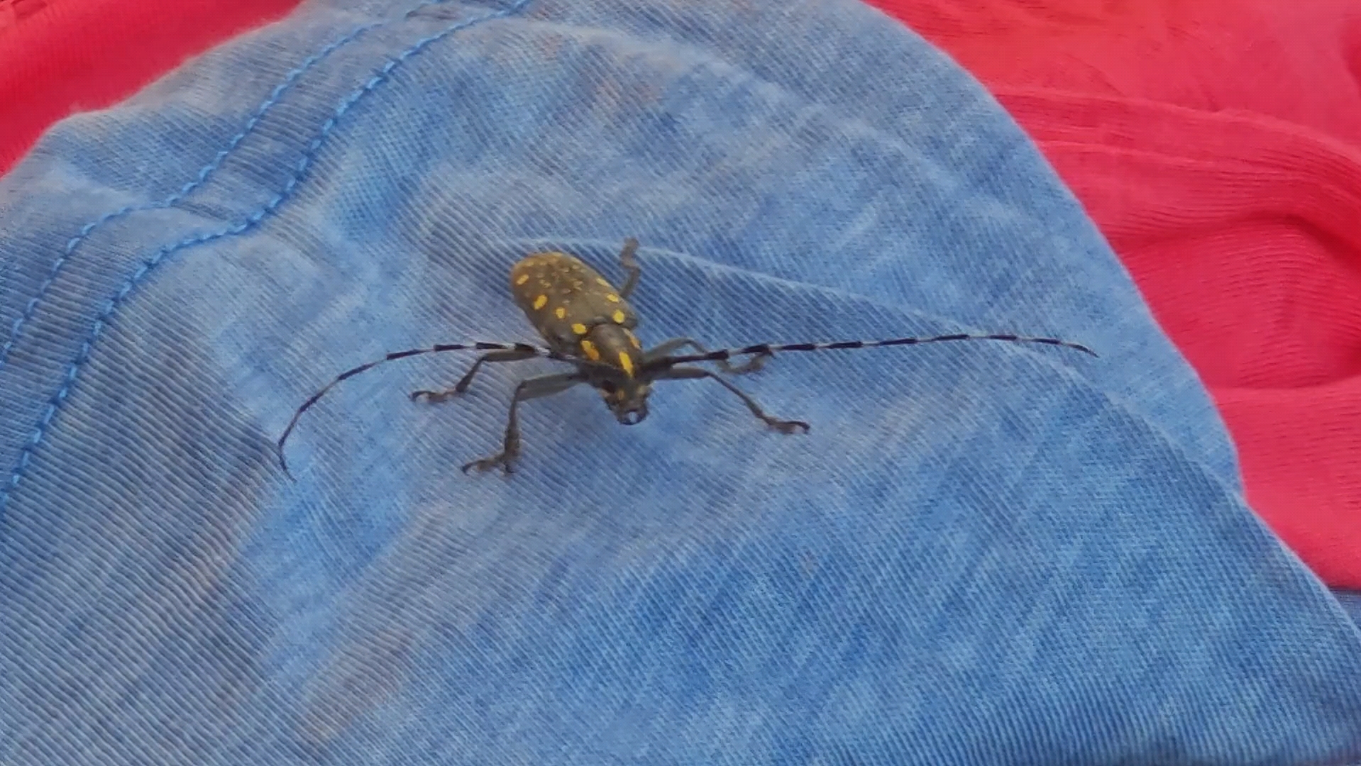 整理垃圾突然飞过来一只天牛还挺帅的