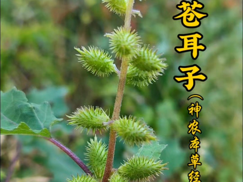 苍耳是菊科一年生草本植物,果实成熟后就是本草苍耳子,常用的苍耳子油就是由它熬制而成,你那里还有苍耳子吗?#三农 #植物科普 #识百草哔哩哔哩...