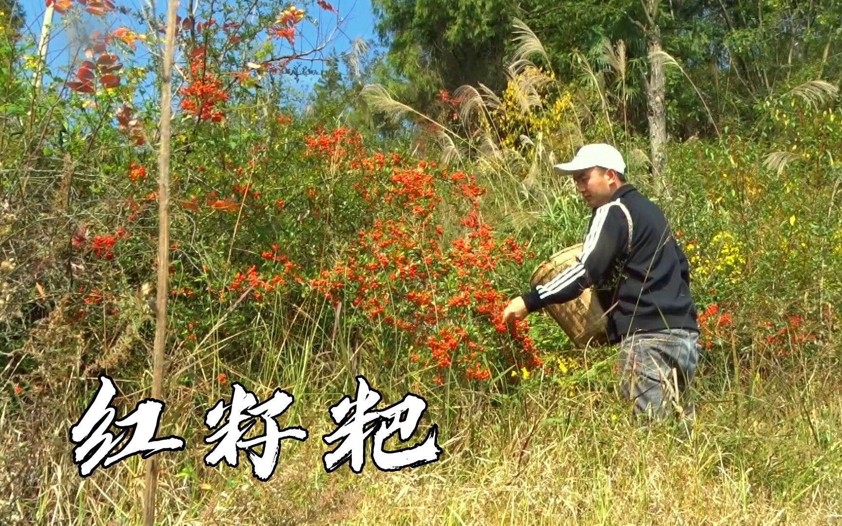 山里的红籽果成熟了,摘回来做红籽粑粑,每一口都是满满的童年味道哔哩哔哩bilibili