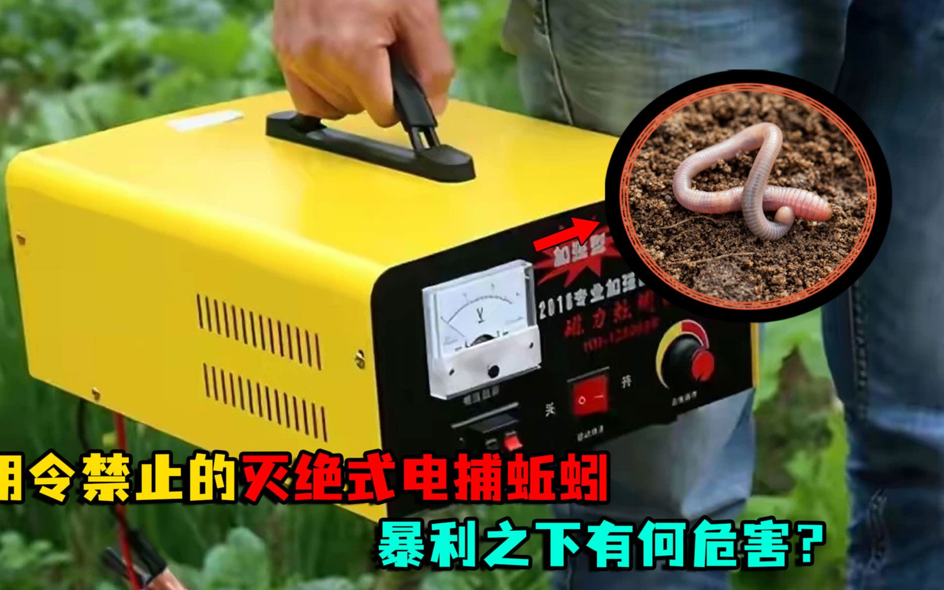明令禁止的灭绝式电捕蚯蚓,如今又重出江湖,暴利之下有何危害?