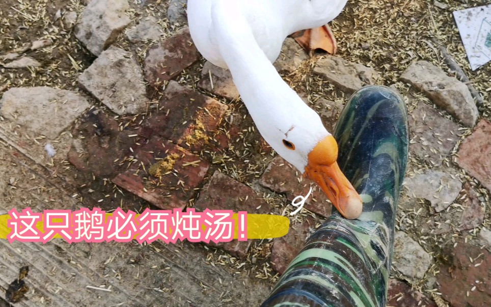 大白鹅又咬人啦!