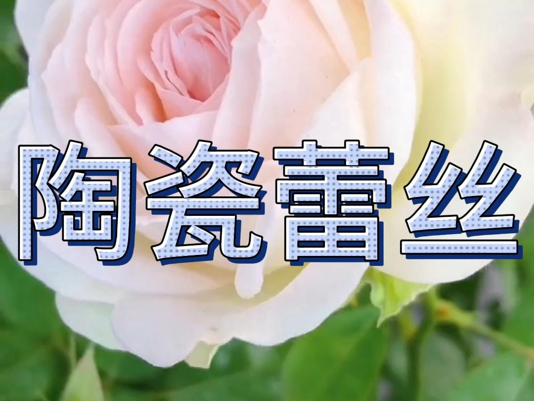 陶瓷蕾丝月季,自带仙气的月季品种,粉嫩粉嫩的非常有仙气