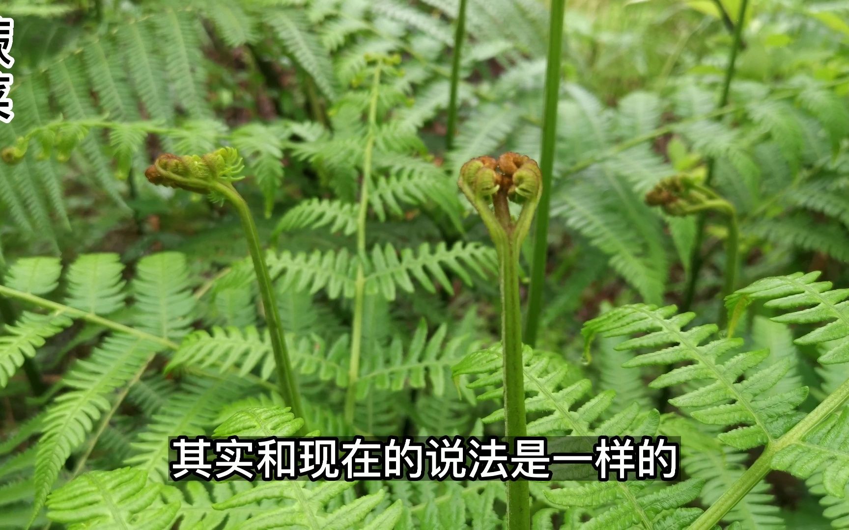 蕨苔——毁誉参半的美味野菜,其实古代医学家就已经发现它多食不利身体哔哩哔哩bilibili