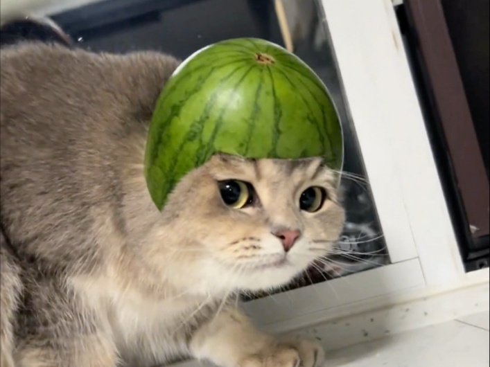 超绝偷感西瓜小太郎