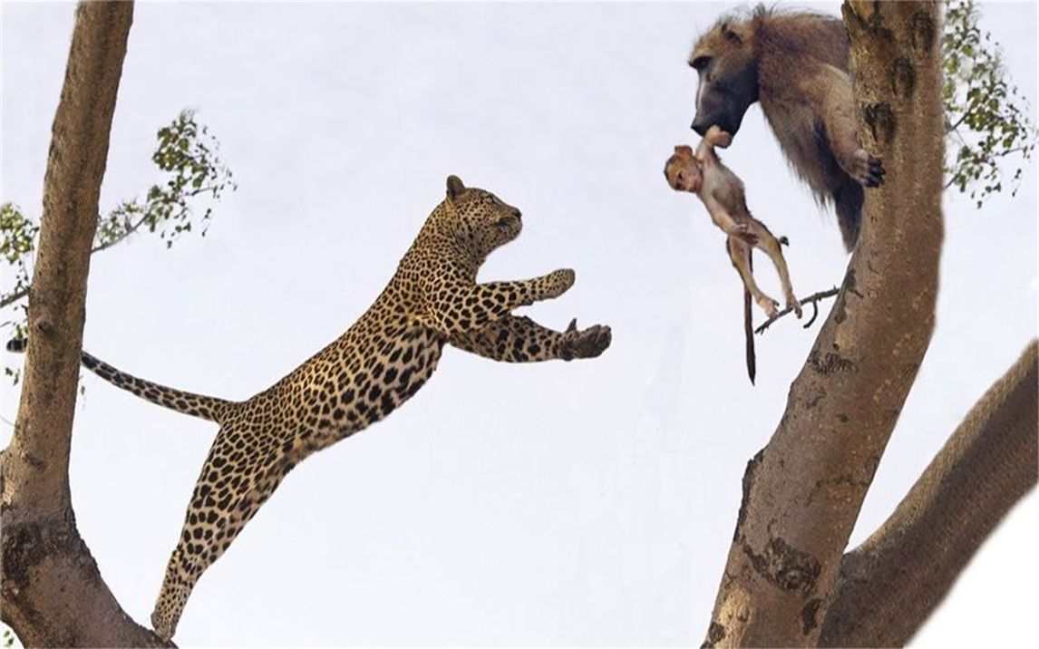 花豹太傻了爬上树攻击狒狒花豹vs狒狒实战2021