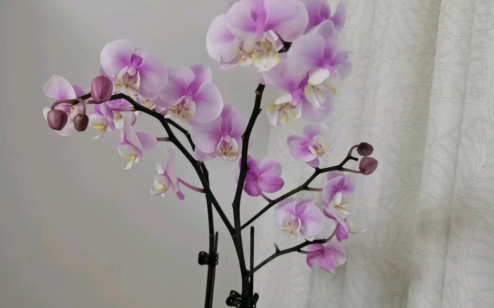 活动  盛开的蝴蝶兰小梅花