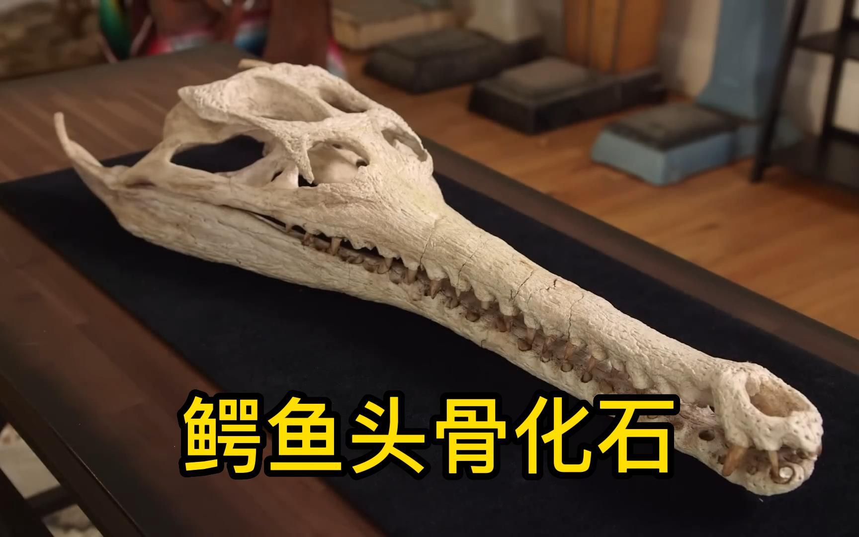 一个6000万年前的白垩纪鳄鱼头骨化石在当铺能卖多少钱?