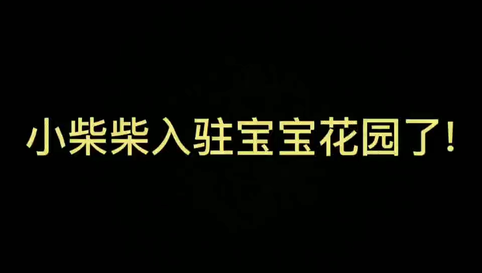 国庆了,给小柴取点喜庆的名字哔哩哔哩bilibili