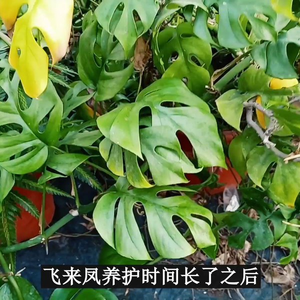 来凤 来凤山